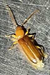 Smodicum cucujiforme