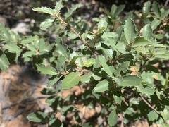 Quercus toumeyi