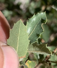 Quercus toumeyi