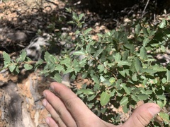 Quercus toumeyi