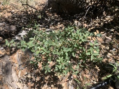 Quercus toumeyi