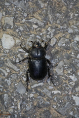 Eophileurus