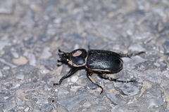 Eophileurus