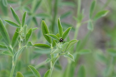 Brachiacantha decempustulata