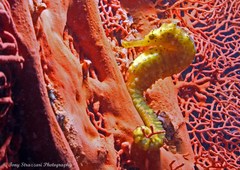 Hippocampus comes