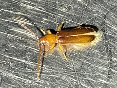 Smodicum cucujiforme