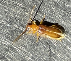 Smodicum cucujiforme