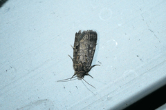 Thoracolopha pissonephra