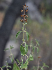 Ocimum caryophyllinum