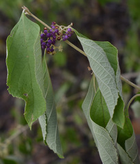 Callicarpa candicans