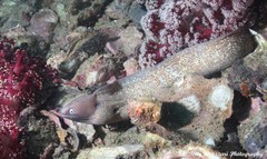 Gymnothorax thyrsoideus