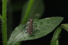 Cylindera