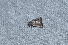 Thoracolopha atmoscopa