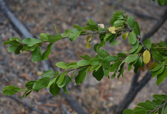 Petalostigma banksii