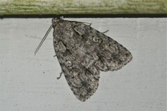 Acronicta modica