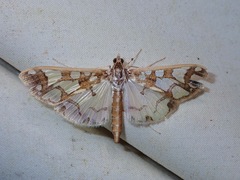 Polythlipta divaricata