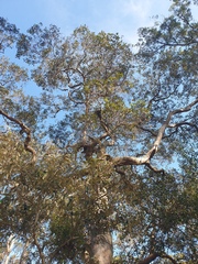 Angophora subvelutina