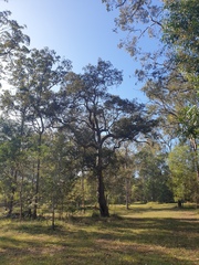 Angophora subvelutina
