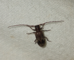 Exocentrus adspersus