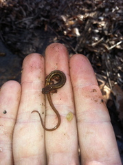 Eurycea chamberlaini