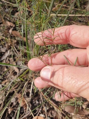 Gompholobium pinnatum