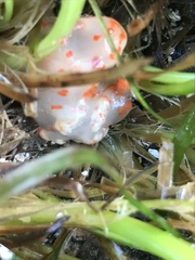 Triopha