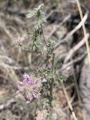 Dalea versicolor