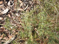 Gompholobium pinnatum