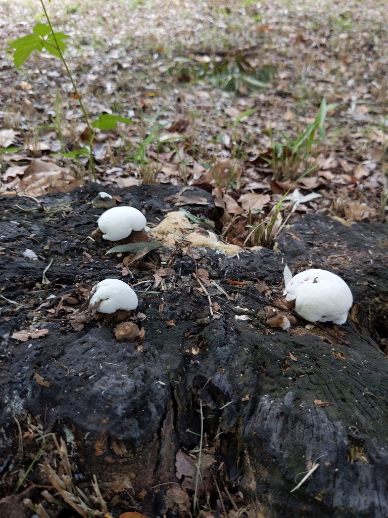 Ganoderma applanatum · June 2022 · photo: © munenori_yamakawa (iNaturalist, cc-by)