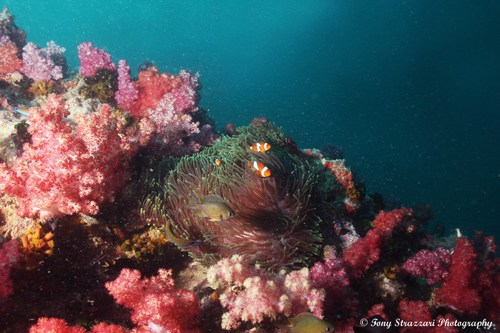 Green Chromis — seen at this dive site