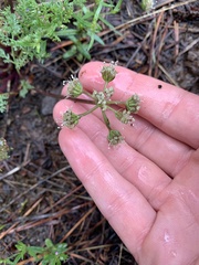 Lomatium papilioniferum