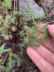 Lomatium papilioniferum