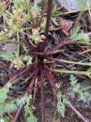 Lomatium papilioniferum