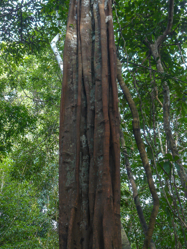 Aspidosperma carapanauba