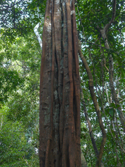 Aspidosperma carapanauba