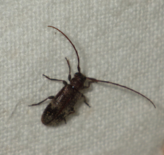 Exocentrus adspersus