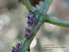 Aconophora compressa