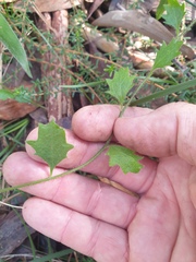Goodenia rotundifolia