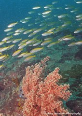 Selaroides leptolepis