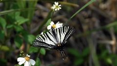Graphium eurous asakurae