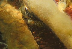 Heptacarpus pugettensis