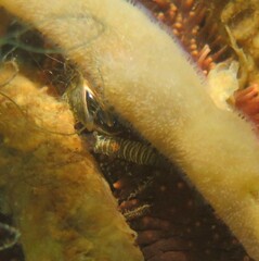 Heptacarpus pugettensis