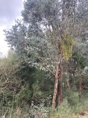 Eucalyptus crenulata