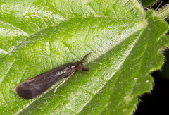 Mystacides niger