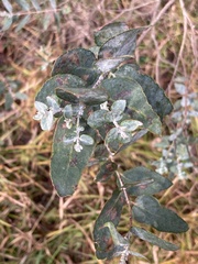 Eucalyptus crenulata