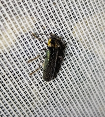 Taiwanocantharis