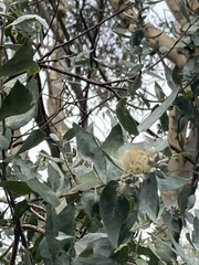 Eucalyptus crenulata
