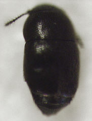 Acrotrichis sericans