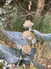 Eucalyptus crenulata
