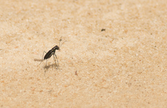 Cicindela abdominalis